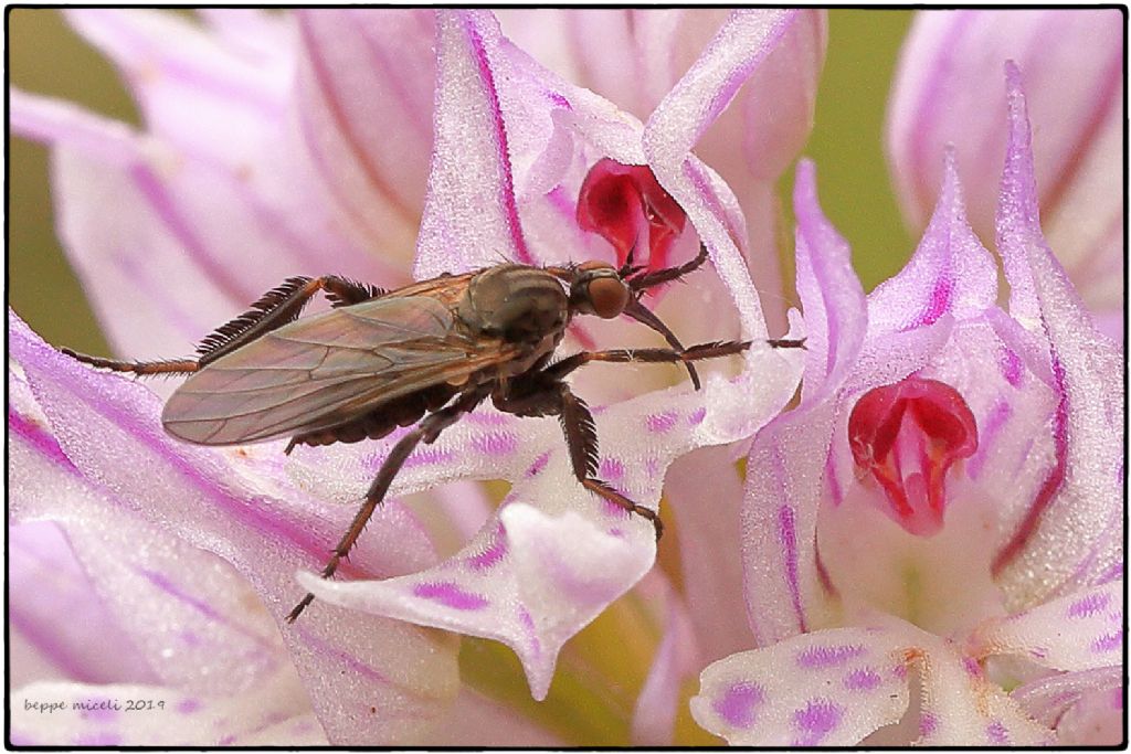 Empididae: Empis pennipes